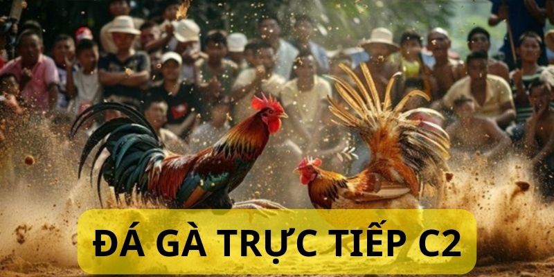 Những chiến kê sừng sỏ hội tụ tại giải đấu trực tiếp đá gà Thomo hôm nay C2