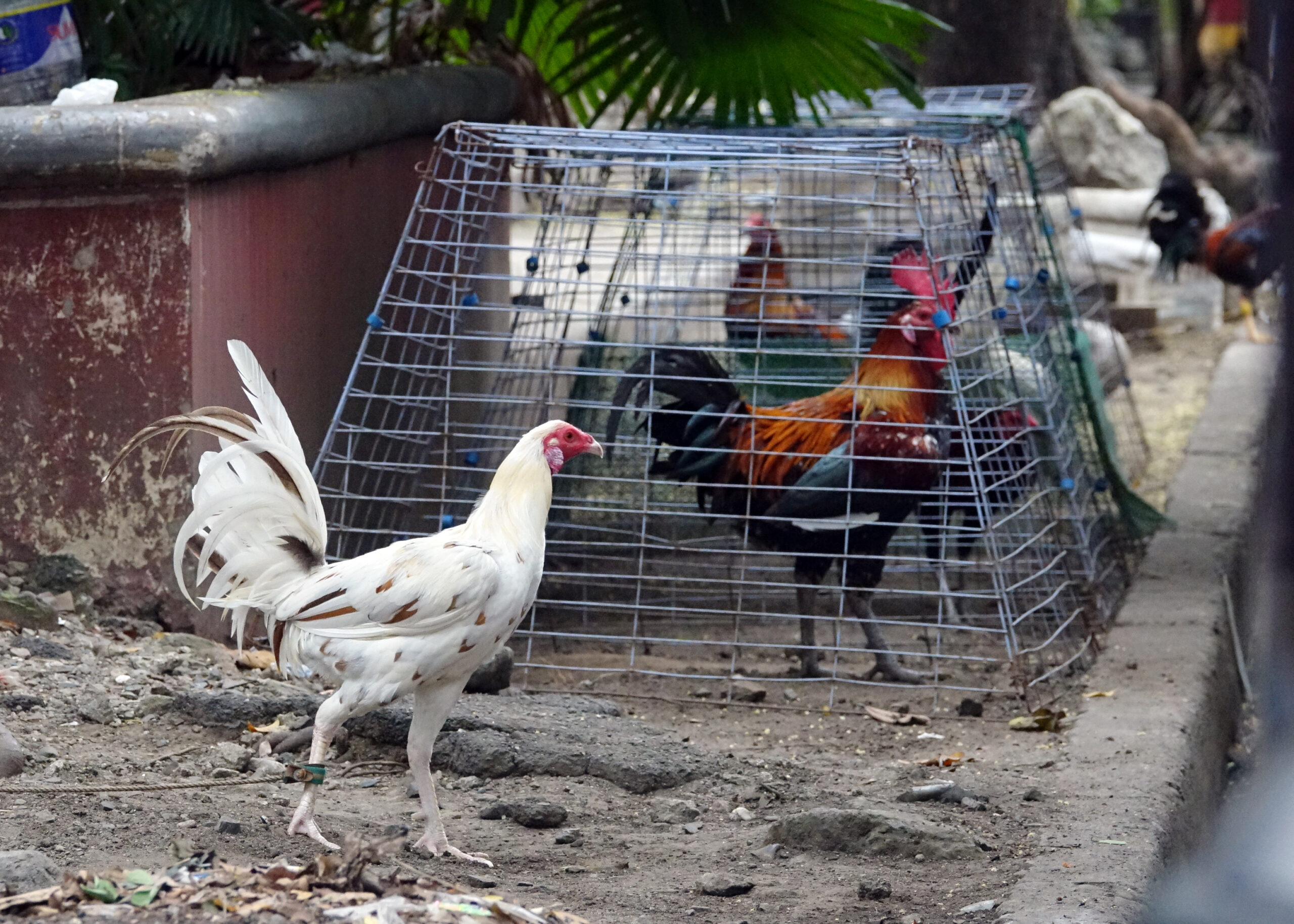 Những điểm thu hút kê thủ của đá gà philippines