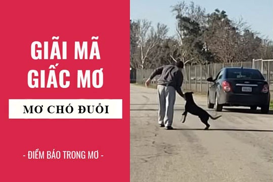 Giải Mã Bí Ẩn - Nằm Mơ Thấy Chó Điềm Báo Tương Lai Hay Tiềm Thức?